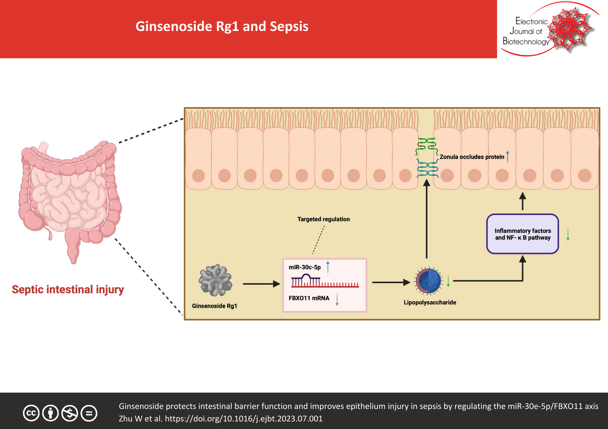 Ginsenoside Rg1 and Sepsis