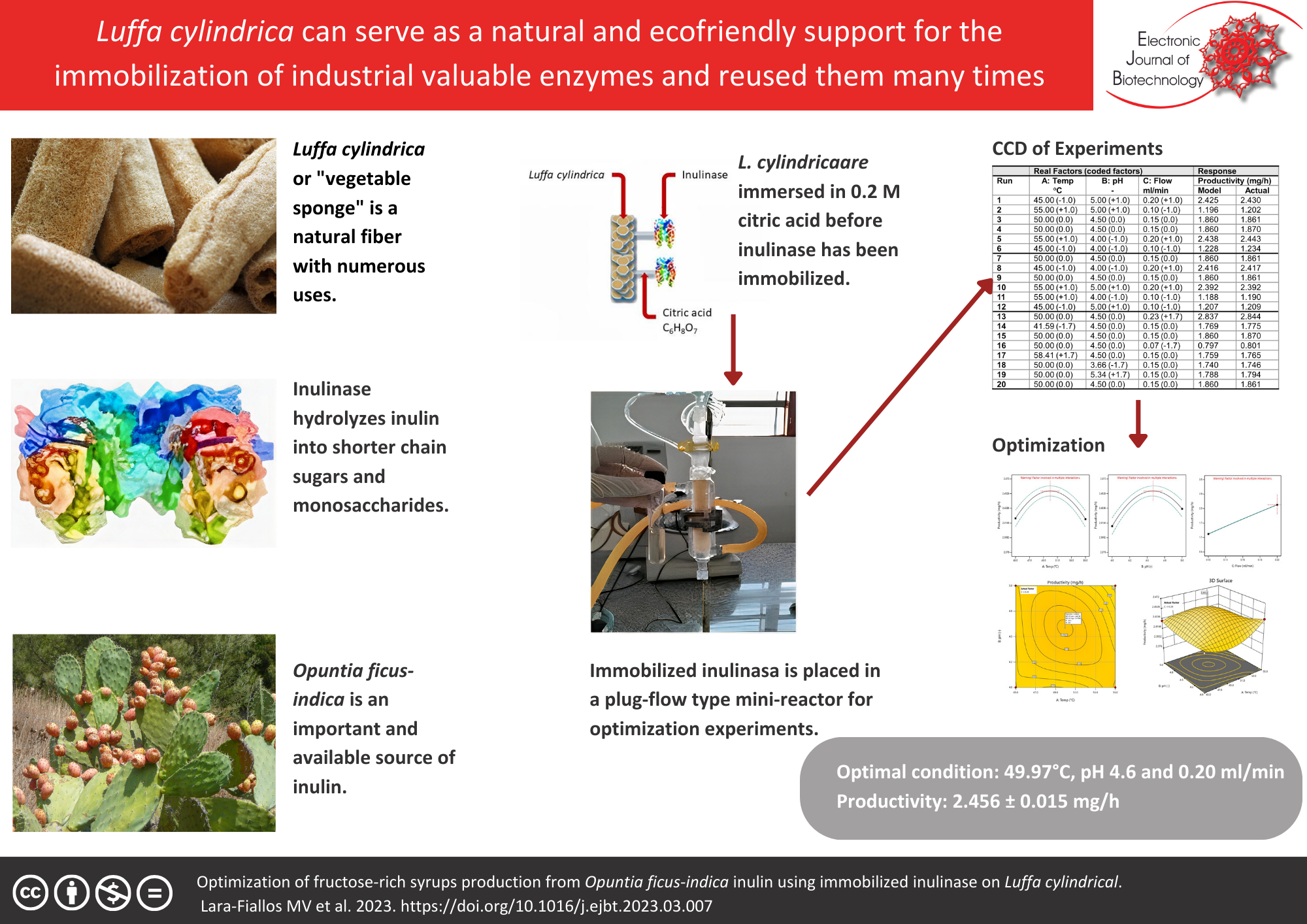 Luffa cylindrica can serve as a natural and ecofriendly support for the immobilization of industrial valuable enzymes and reused them many times