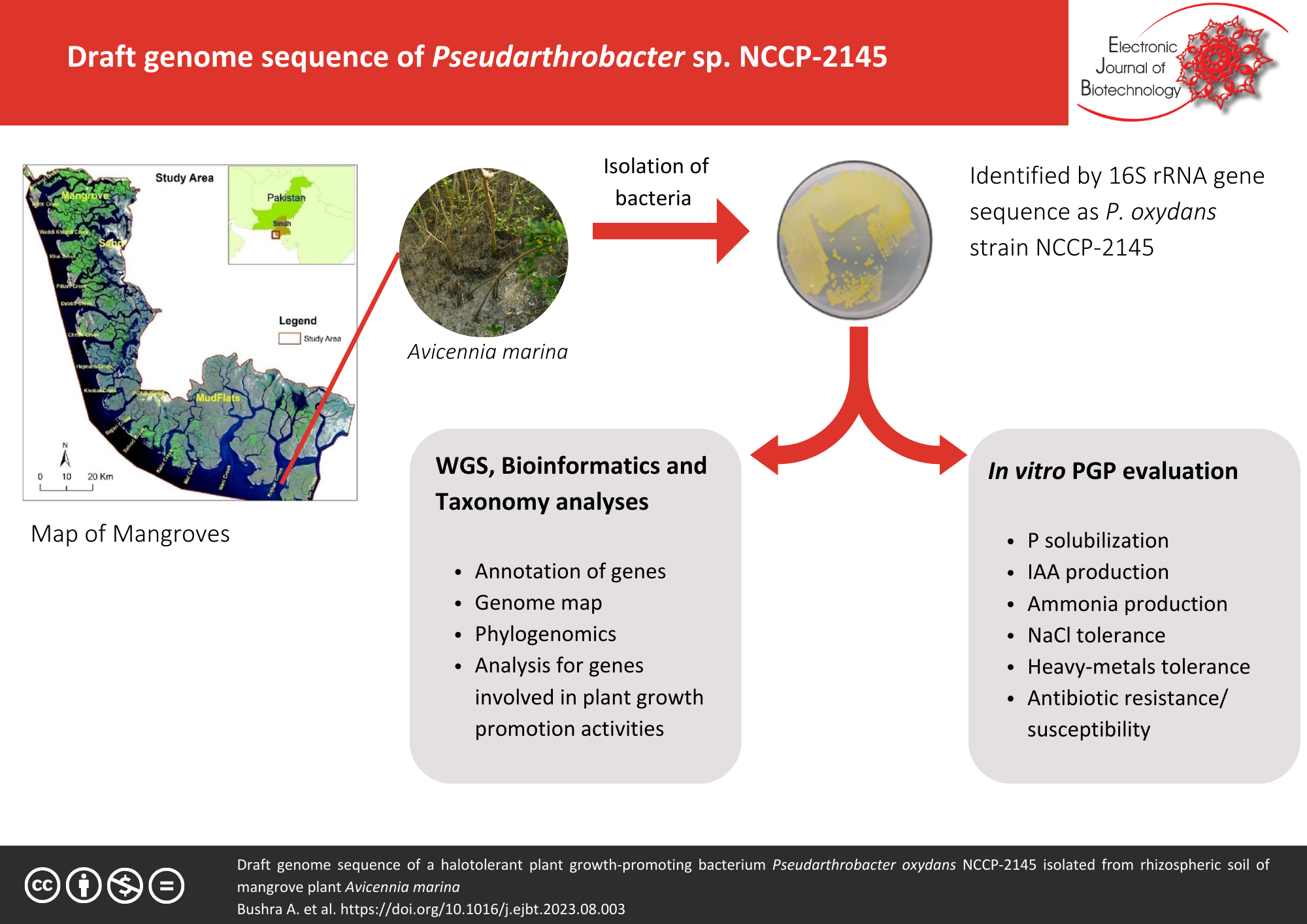 Graphical abstact: Draft genome sequence of Pseudarthrobacter sp. NCCP-2145