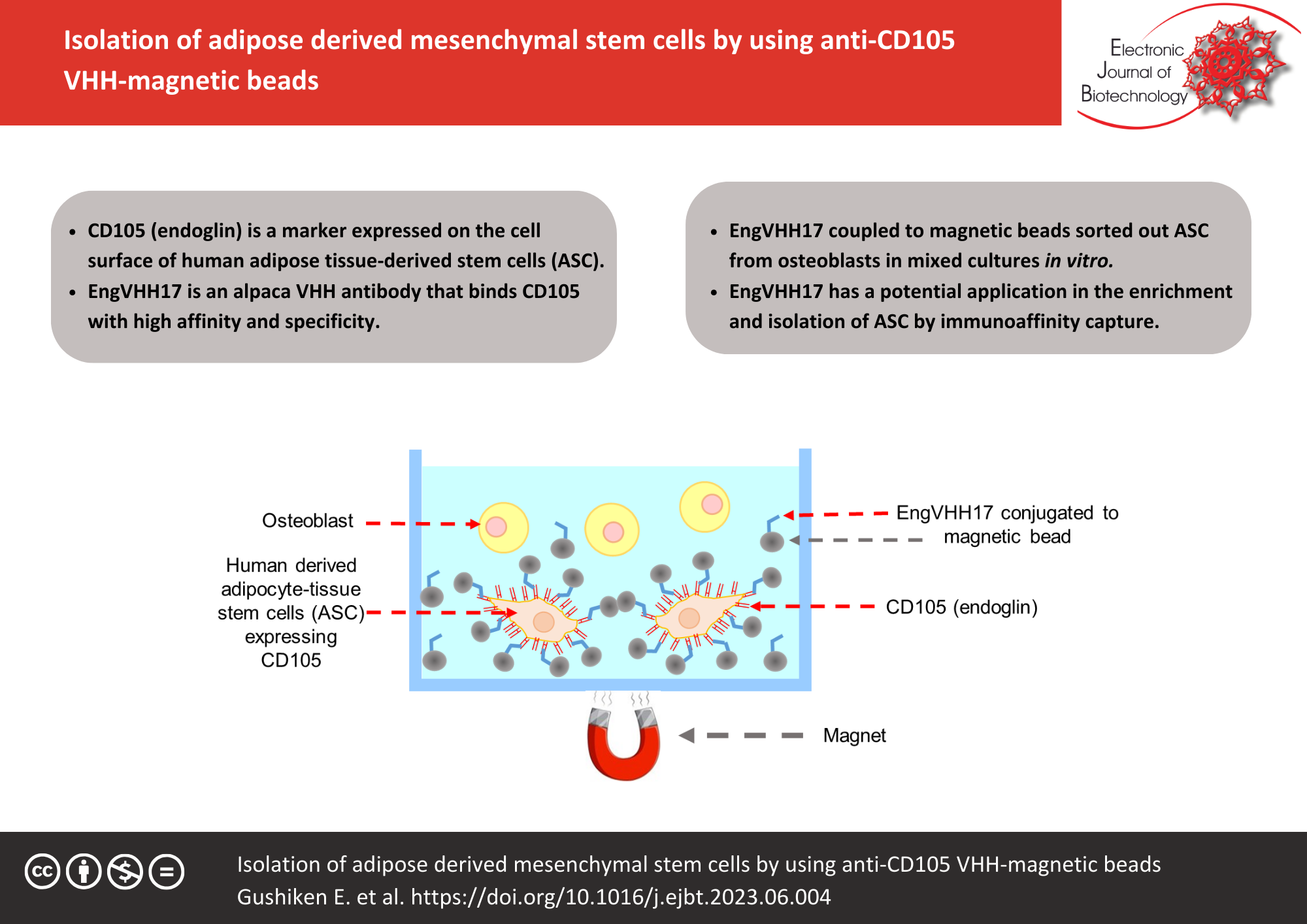 Graphical abstract: Isolation of adipose derived mesenchymal stem cells by using anti-CD105  VHH-magnetic beads