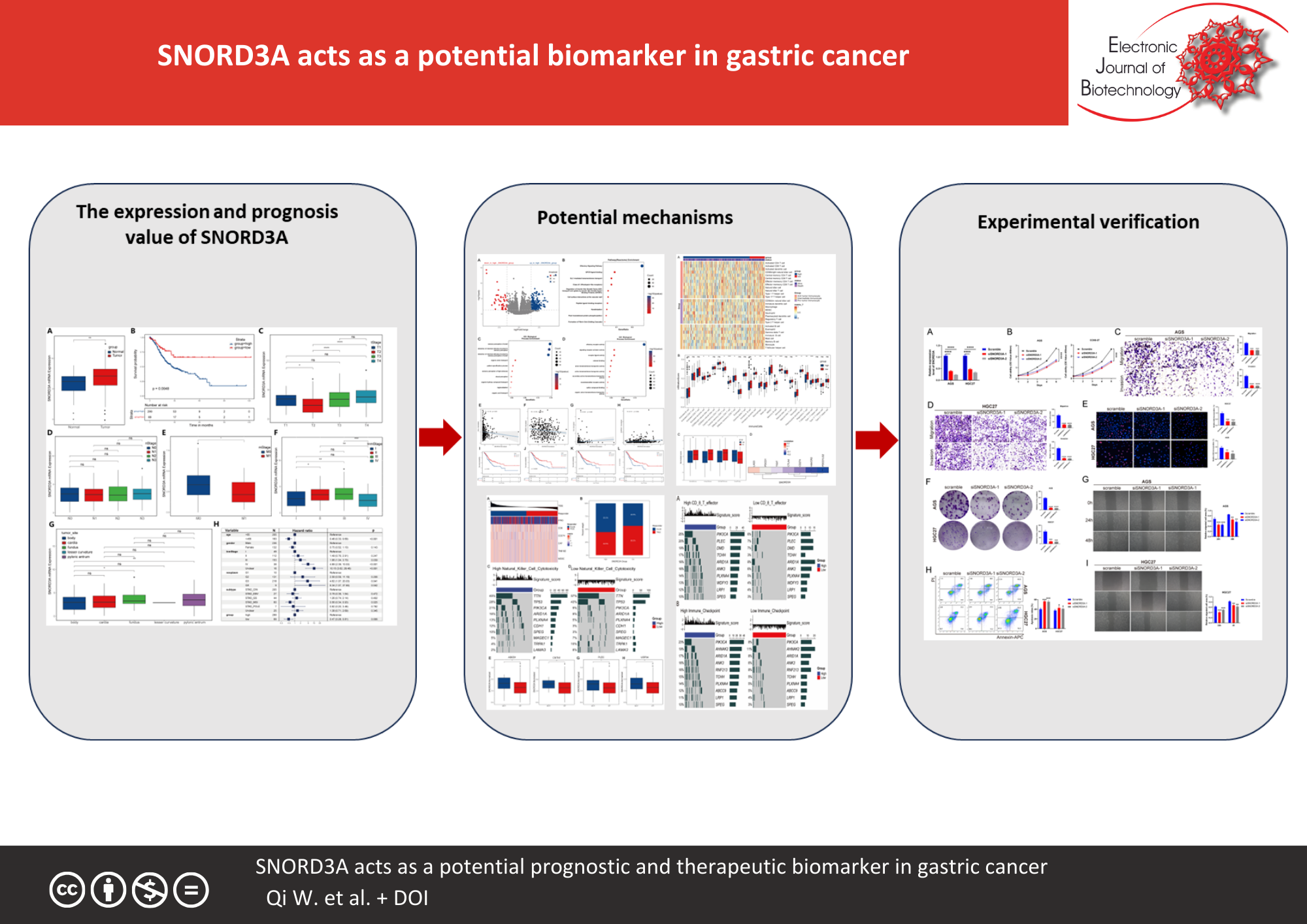 SNORD3A acts as a potential prognostic and therapeutic biomarker in gastric cancer