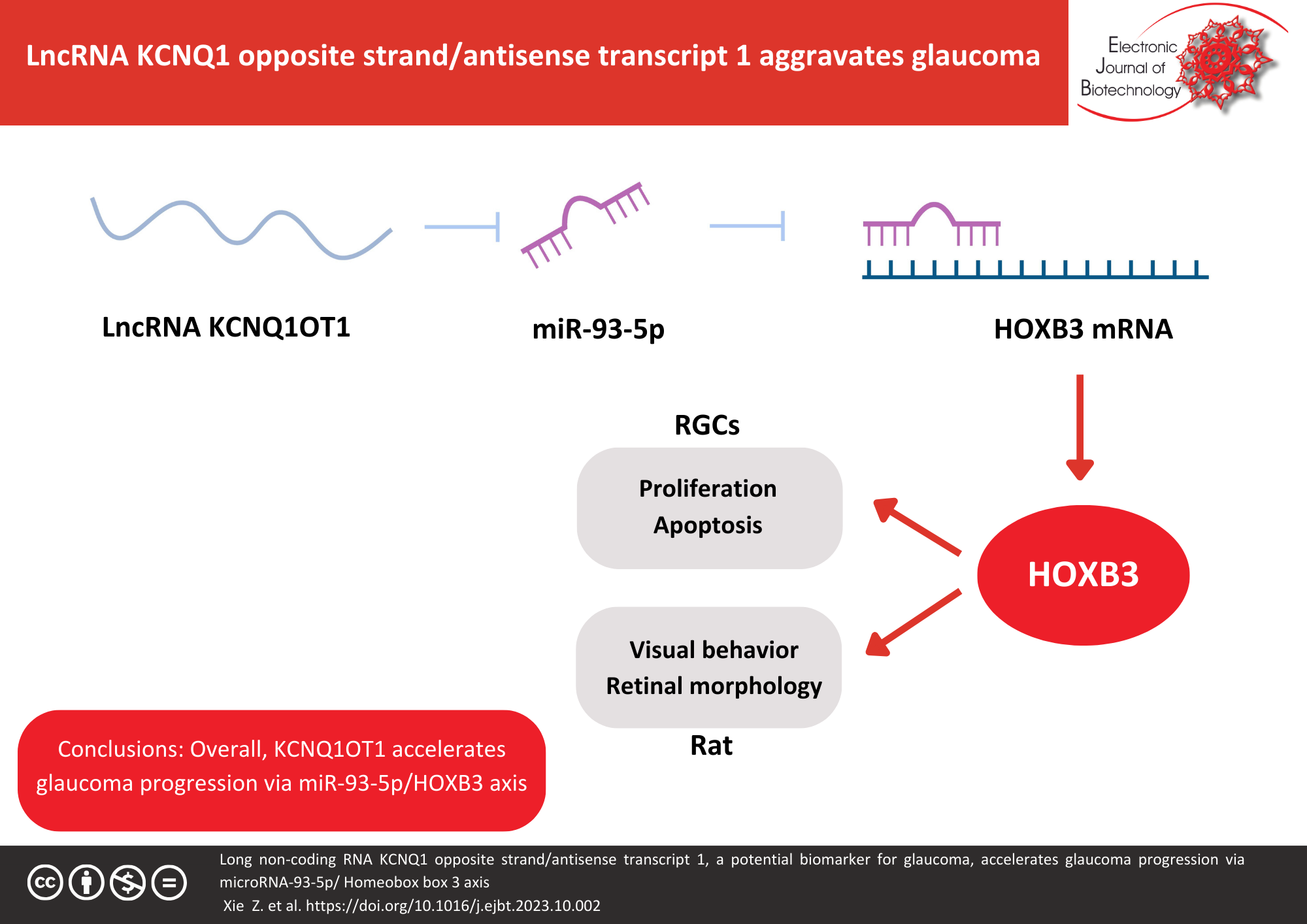 Long non-coding RNA KCNQ1 opposite strand/antisense transcript 1, a potential biomarker for glaucoma, accelerates glaucoma progression via microRNA-93-5p/Homeobox box 3 axis