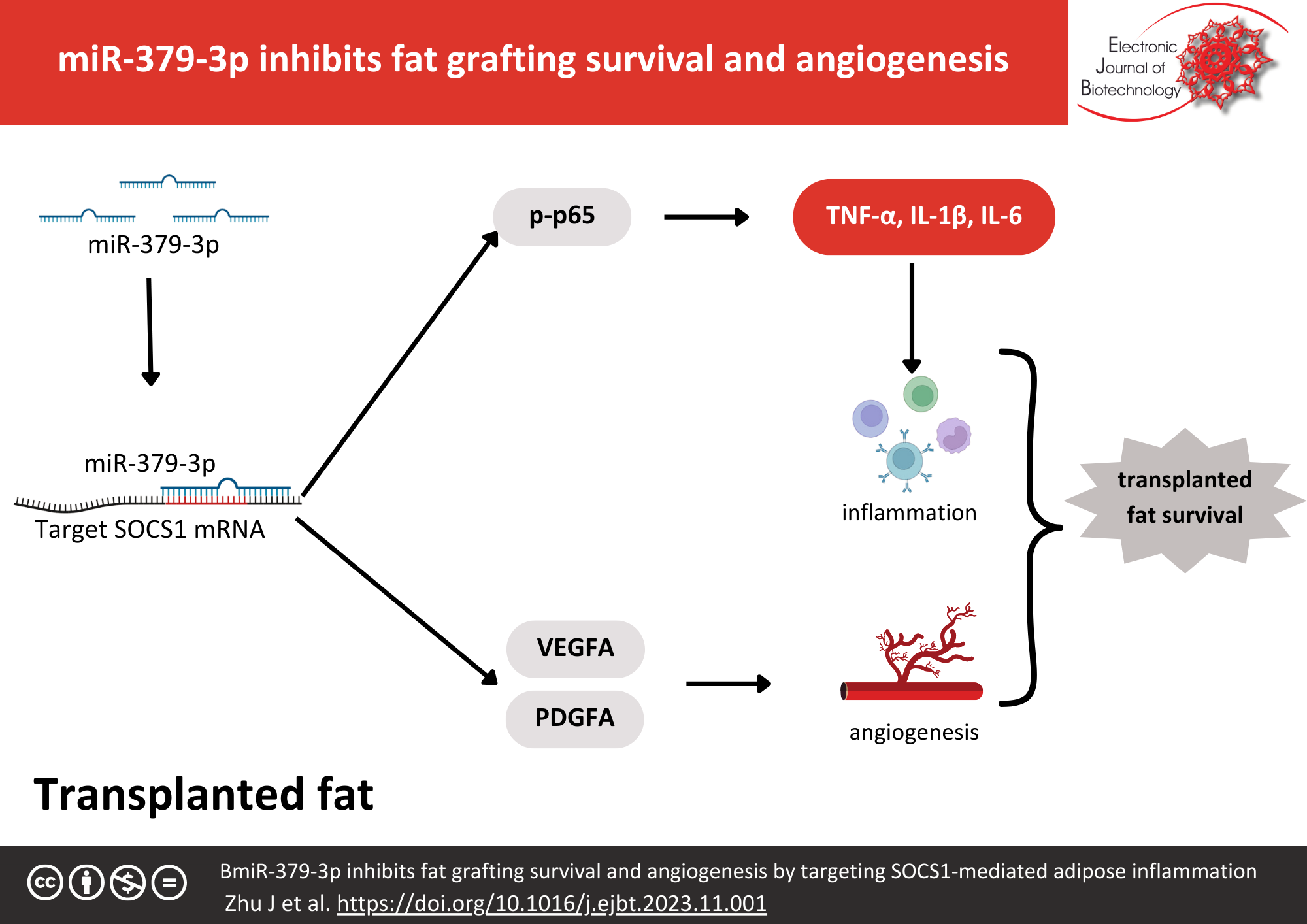 miR-379-3p inhibits fat grafting survival and angiogenesis by targeting SOCS1-mediated adipose inflammation