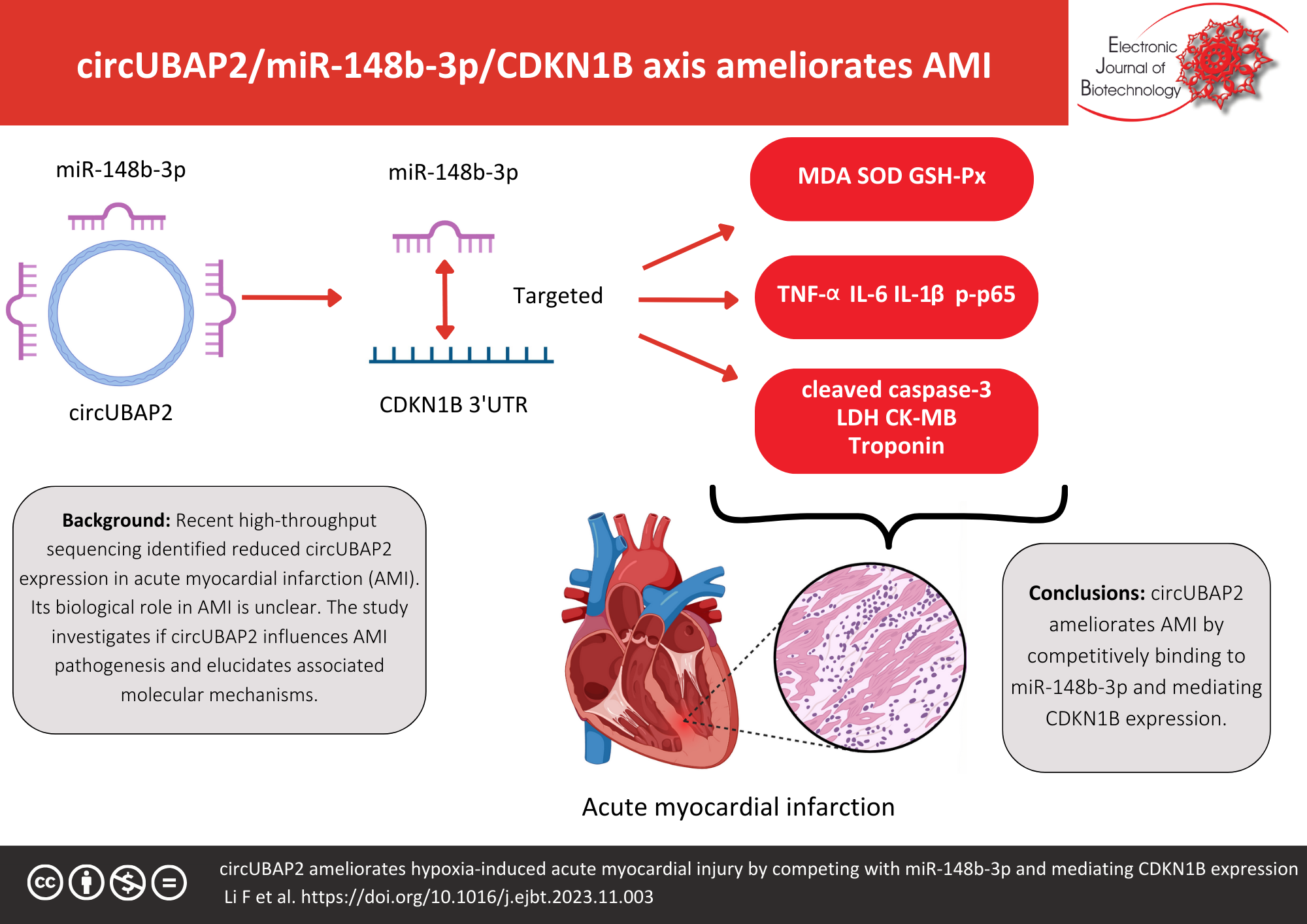 circUBAP2 ameliorates hypoxia-induced acute myocardial injury by competing with miR-148b-3p and mediating CDKN1B expression