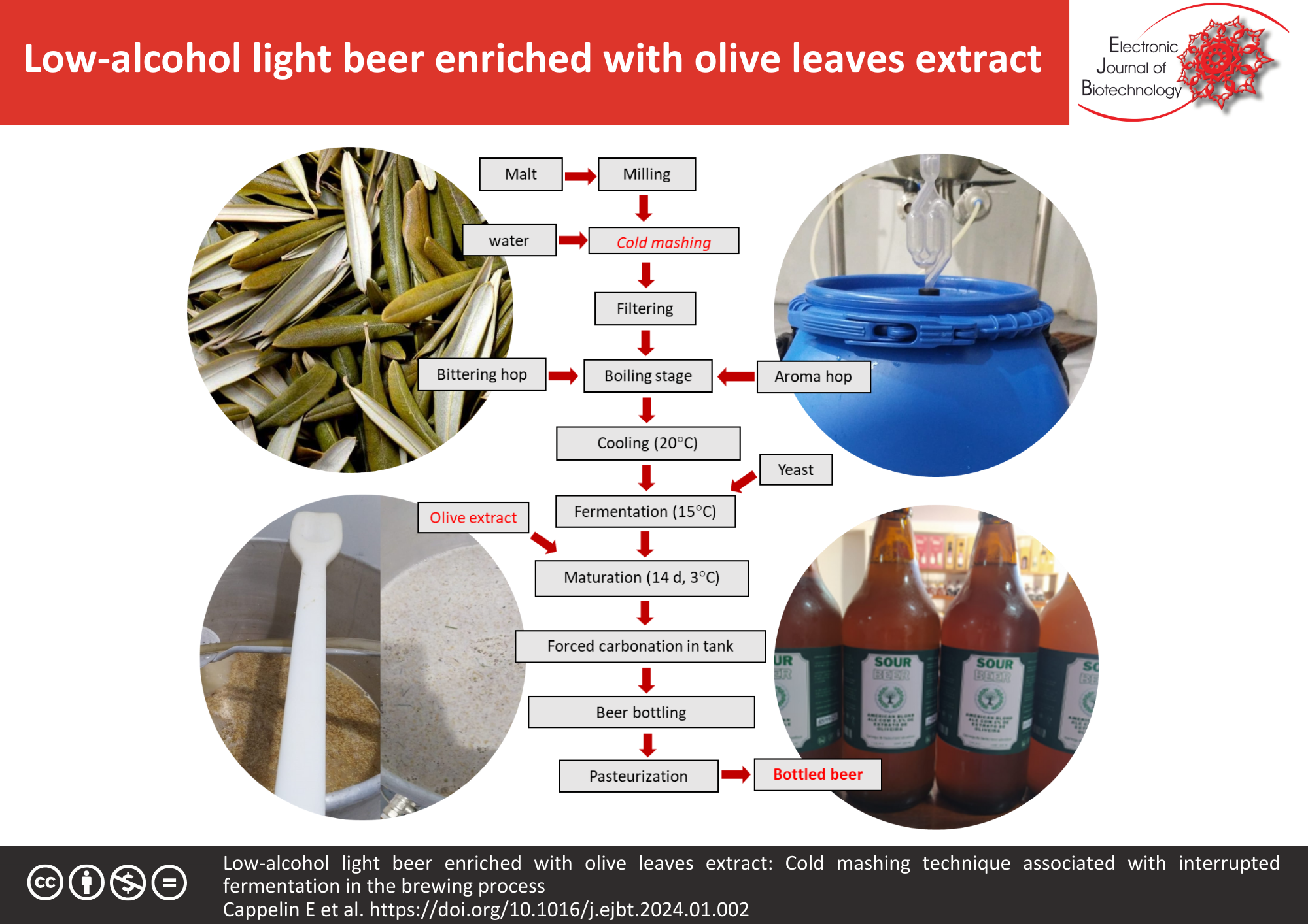 Low-alcohol light beer enriched with olive leaves extract: Cold mashing technique associated with interrupted fermentation in the brewing process